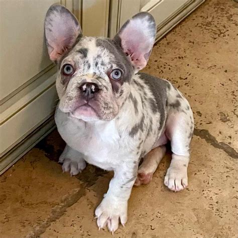 Every French Bulldog puppy for sale from Designer Frenchies comes with a full health guarantee against any genetic conditions as well as microchipped and up to date vaccinations with vet record. . French bulldog lilac merle